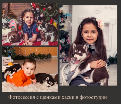 Щенки хаски ждут Вас на фотосессии