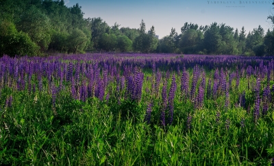 Фотосессия в люпинах